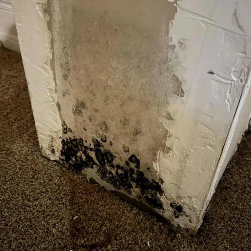 Professional Mold Removal in Pleasant Prairie, WI